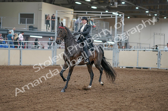 2020 - AB Morgan Horse - Fri, Sept 04 - 11108