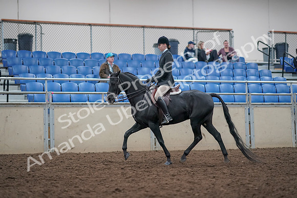 2019 Morgan Horse Show - Aug 31, 2019 - 14967