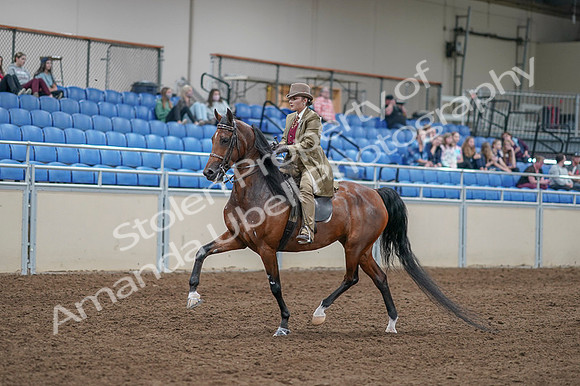 2020 - AB Morgan Horse - Fri, Sept 04 - 11156