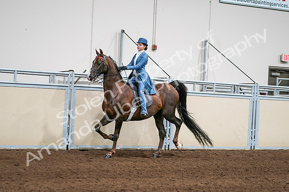 2020 - AB Morgan Horse - Fri, Sept 04 - 04933