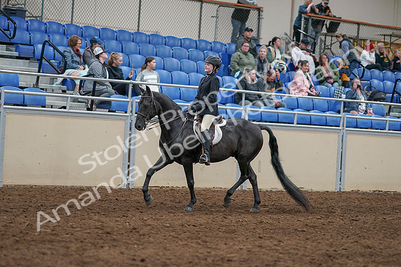 2020 - AB Morgan Horse - Sun, Sept 06 - 07766