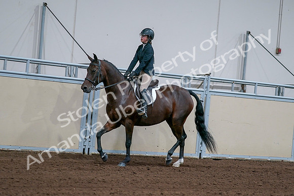 2020 - AB Morgan Horse - Fri, Sept 04 - 01655