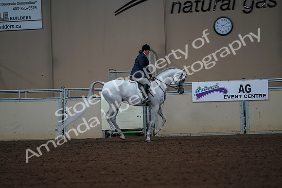 2019 Morgan Horse Show - Aug 30, 2019 - 17572