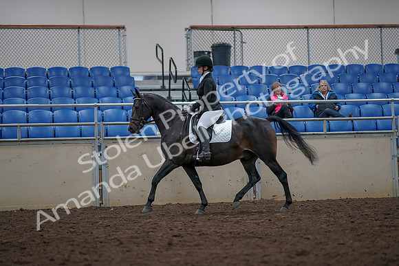 2019 Morgan Horse Show - Aug 31, 2019 - 16653