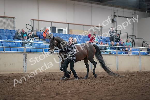 2019 Morgan Horse Show - Aug 31, 2019 - 03655