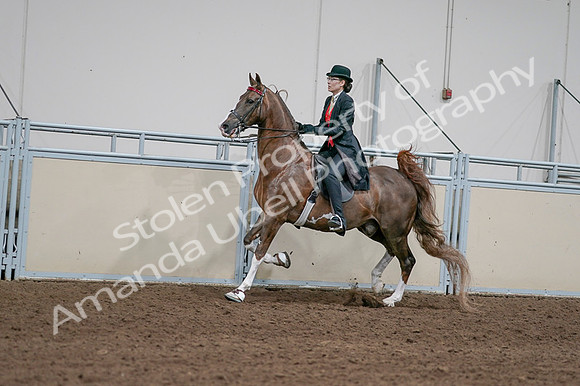 2020 - AB Morgan Horse - Fri, Sept 04 - 09600