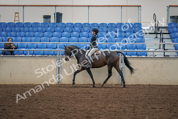 2019 Morgan Horse Show - Aug 30, 2019 - 12148
