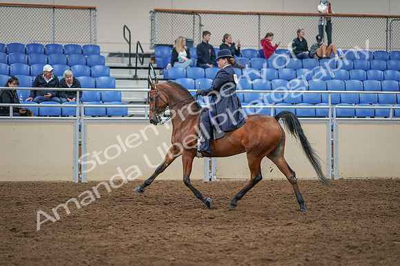2020 - AB Morgan Horse - Sat, Sept 05 - 09706