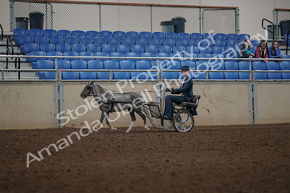 2019 Morgan Horse Show - Aug 31, 2019 - 04359