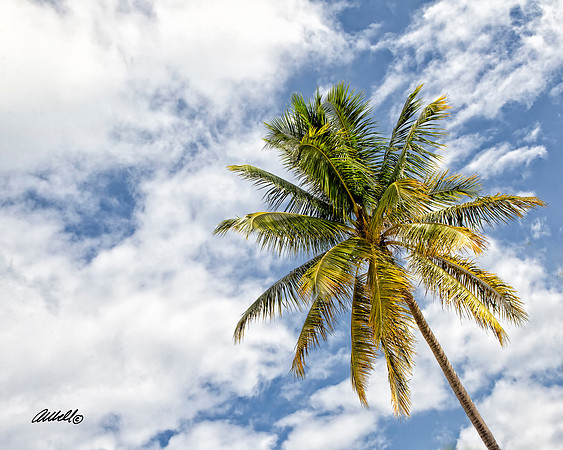 Jamaica - 037