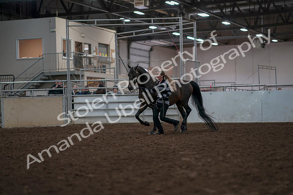 2019 Morgan Horse Show - Aug 31, 2019 - 03390