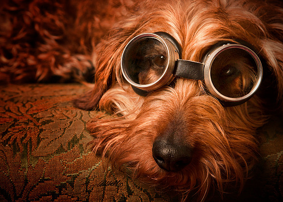 Dogs and Cats - 003