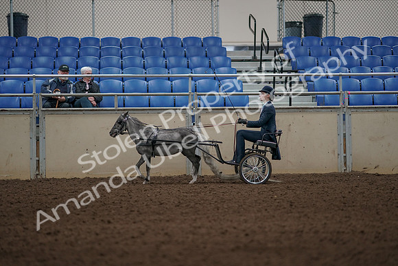 2019 Morgan Horse Show - Aug 31, 2019 - 04380