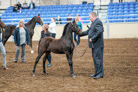 2020 - AB Morgan Horse - Sat, Sept 05 - 00672