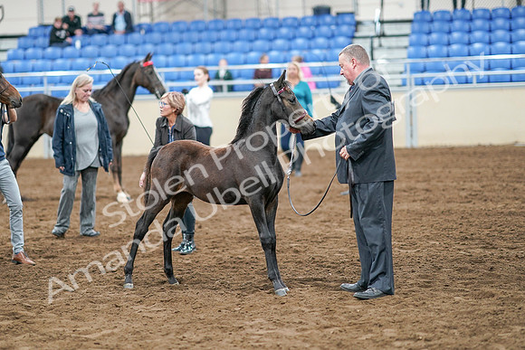 2020 - AB Morgan Horse - Sat, Sept 05 - 00672