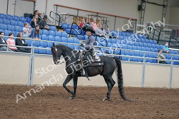 2020 - AB Morgan Horse - Fri, Sept 04 - 08273