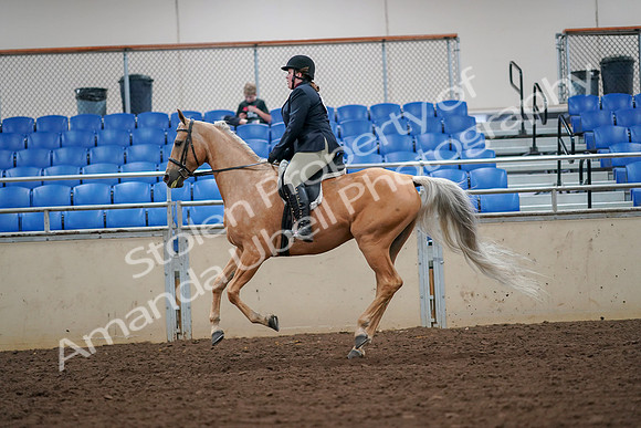 2019 Morgan Horse Show - Aug 30, 2019 - 16332