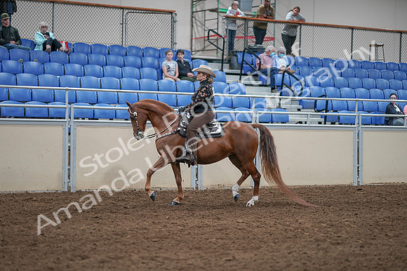 2020 - AB Morgan Horse - Fri, Sept 04 - 08337