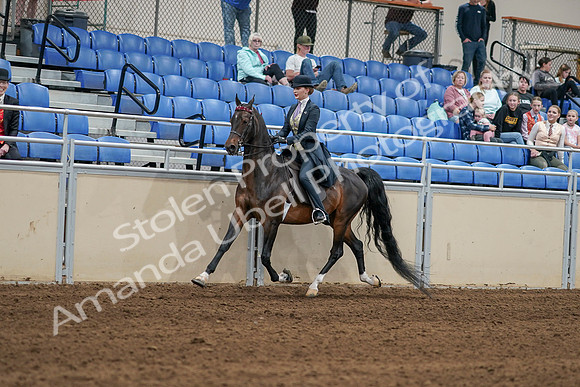 2020 - AB Morgan Horse - Sat, Sept 05 - 06288