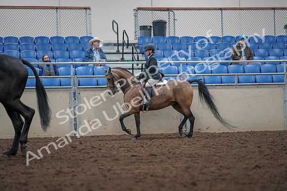 2019 Morgan Horse Show - Aug 31, 2019 - 14912