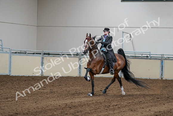 2020 - AB Morgan Horse - Sat, Sept 05 - 13143