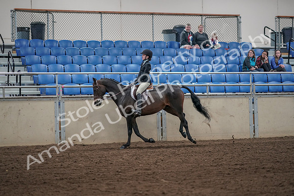 2019 Morgan Horse Show - Aug 31, 2019 - 05086