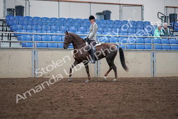 2019 Morgan Horse Show - Aug 30, 2019 - 18335