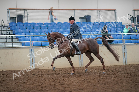 2019 Morgan Horse Show - Aug 30, 2019 - 17329
