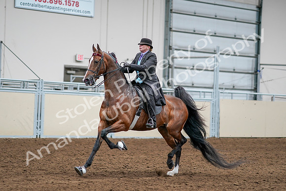 2020 - AB Morgan Horse - Sat, Sept 05 - 13167