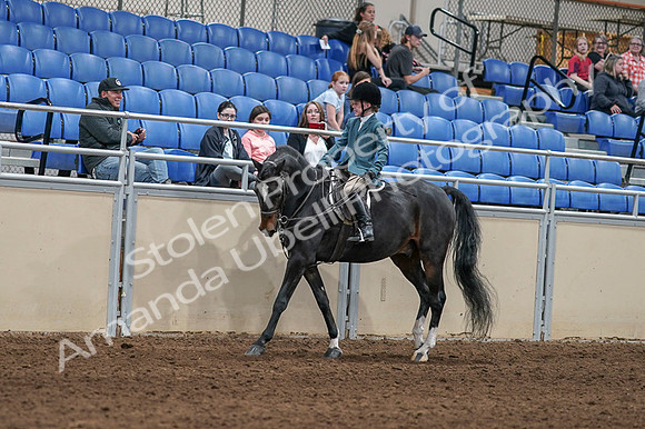 2020 - AB Morgan Horse - Fri, Sept 04 - 07729
