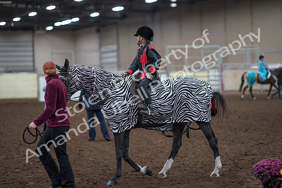 2019 Morgan Horse Show - Aug 31, 2019 - 10049