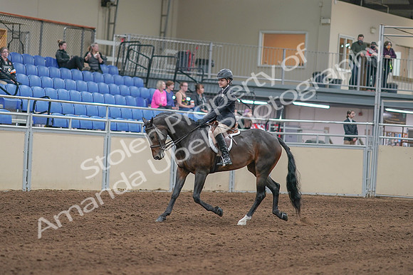 2020 - AB Morgan Horse - Sun, Sept 06 - 00879