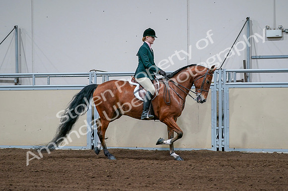 2020 - AB Morgan Horse - Fri, Sept 04 - 01740