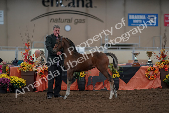 2019 Morgan Horse Show - Aug 30, 2019 - 24941