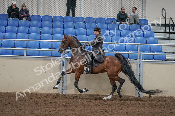 2020 - AB Morgan Horse - Fri, Sept 04 - 09779