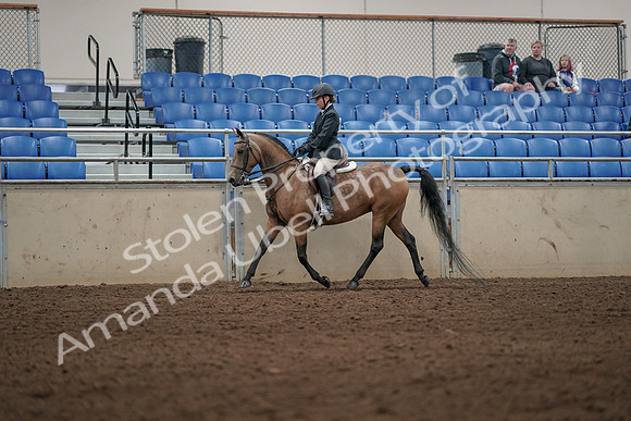 2019 Morgan Horse Show - Aug 31, 2019 - 04984