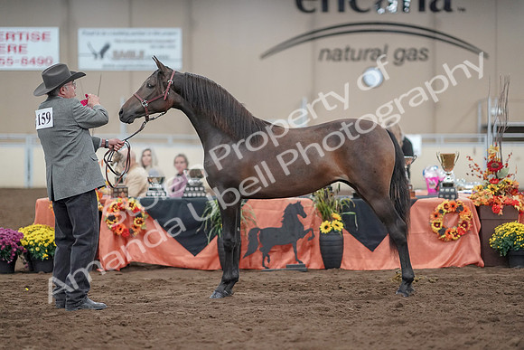 2019 Morgan Horse Show - Aug 31, 2019 - 02894