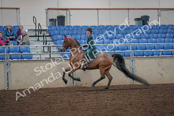 2019 Morgan Horse Show - Aug 30, 2019 - 28040