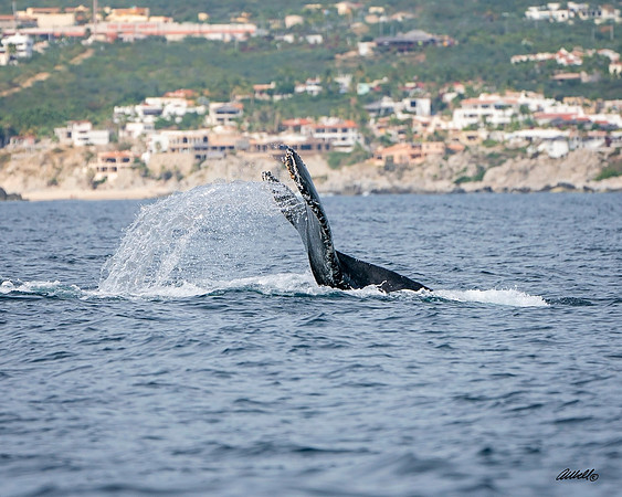 Los Cabo Dec 2018 - 1002