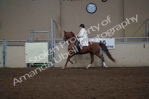2019 Morgan Horse Show - Aug 31, 2019 - 17886
