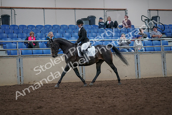 2019 Morgan Horse Show - Aug 31, 2019 - 16584