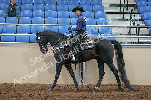 2020 - AB Morgan Horse - Sun, Sept 06 - 07522