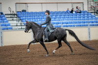 2020 - AB Morgan Horse - Fri, Sept 04 - 05334