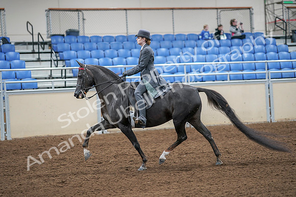 2020 - AB Morgan Horse - Fri, Sept 04 - 05334