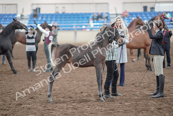 2019 Morgan Horse Show - Aug 31, 2019 - 03694