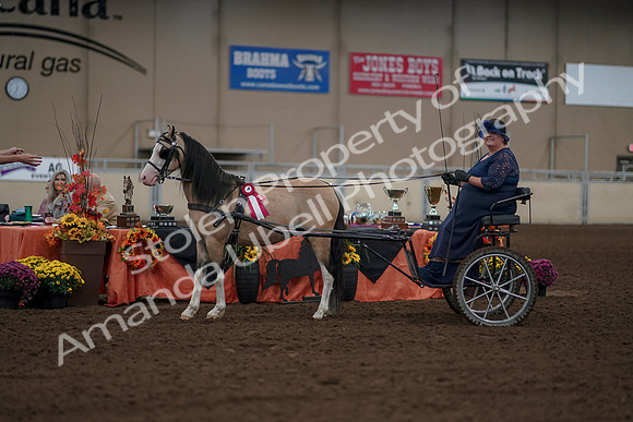 2019 Morgan Horse Show - Aug 31, 2019 - 04572