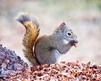 NA Wild Animals - 034