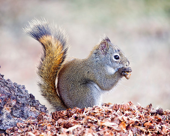 NA Wild Animals - 034