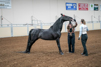 2020 - AB Morgan Horse - Sat, Sept 05 - 00052