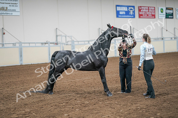 2020 - AB Morgan Horse - Sat, Sept 05 - 00052